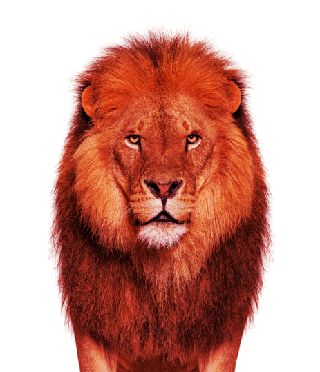 Infinigate & WatchGuard | RED waakt over je oplossingen